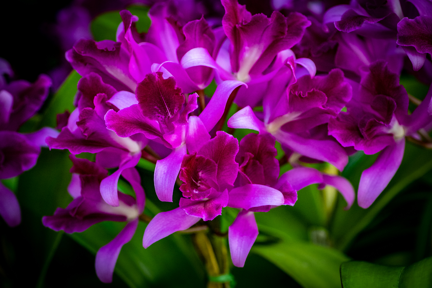 蘭　カトリアンセ　トライスター　ブーケ　ハワイ〈Orchid Cattlianthe Tristar Bouquet 'Hawaii'〉