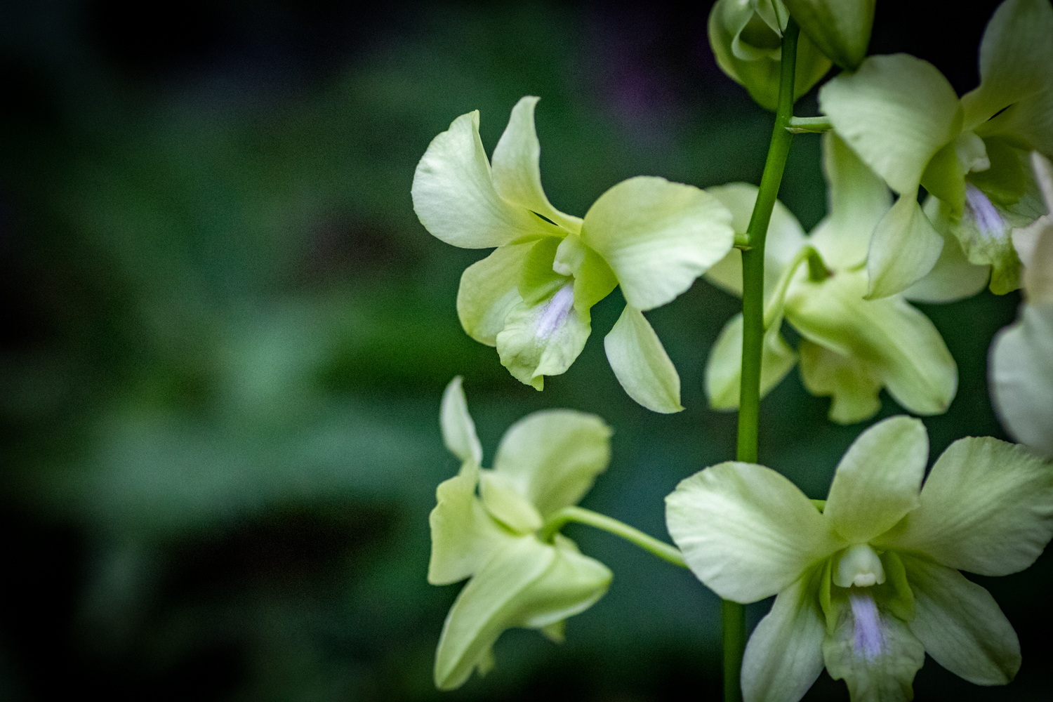 蘭〈Orchid Dendrobium Aridang Green〉
