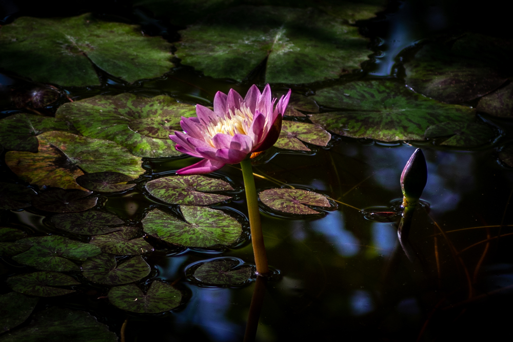 熱帯性スイレン 〈Tropical water lily〉